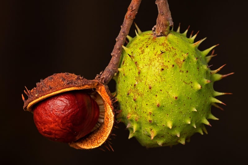 Pre-cut fruits